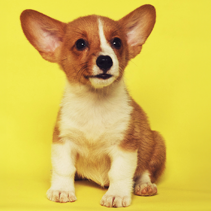 Tips For House Training A Puppy