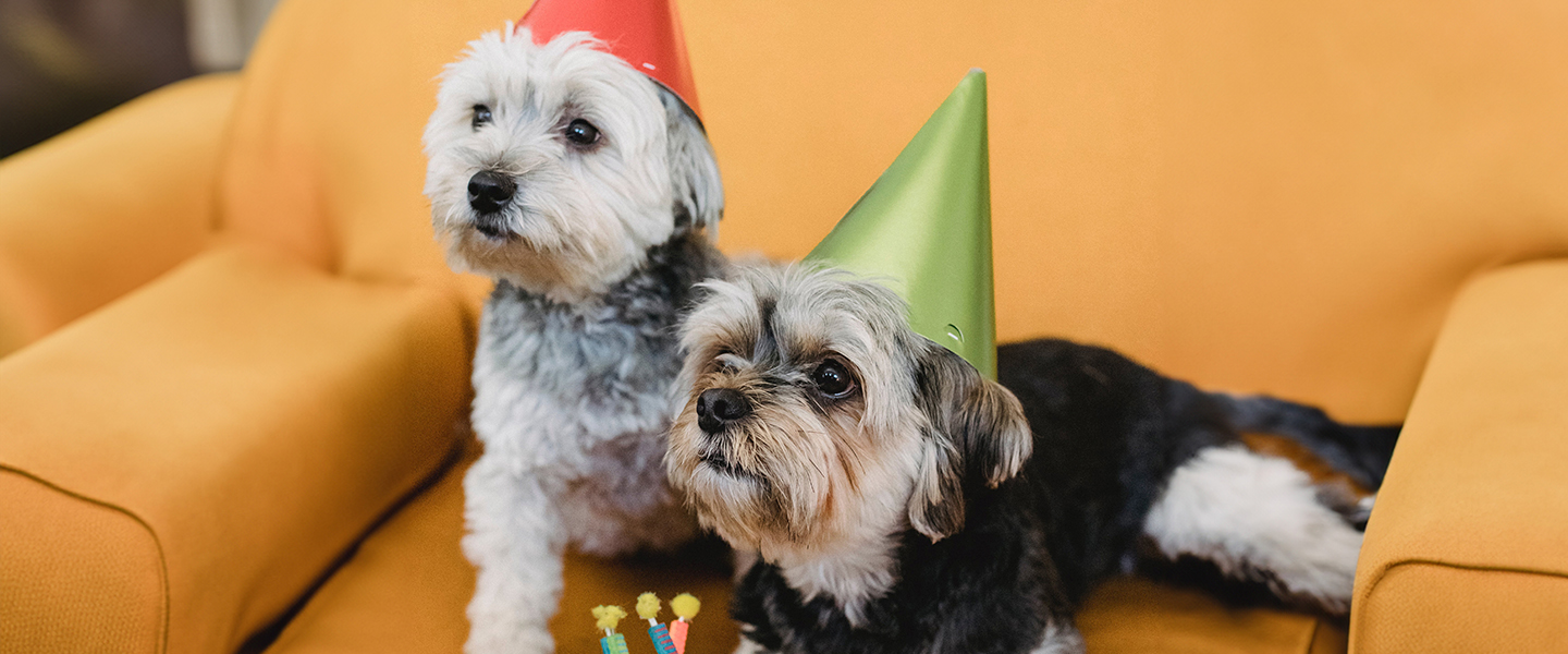 Treat Your Dog To The Best Birthday Ever!