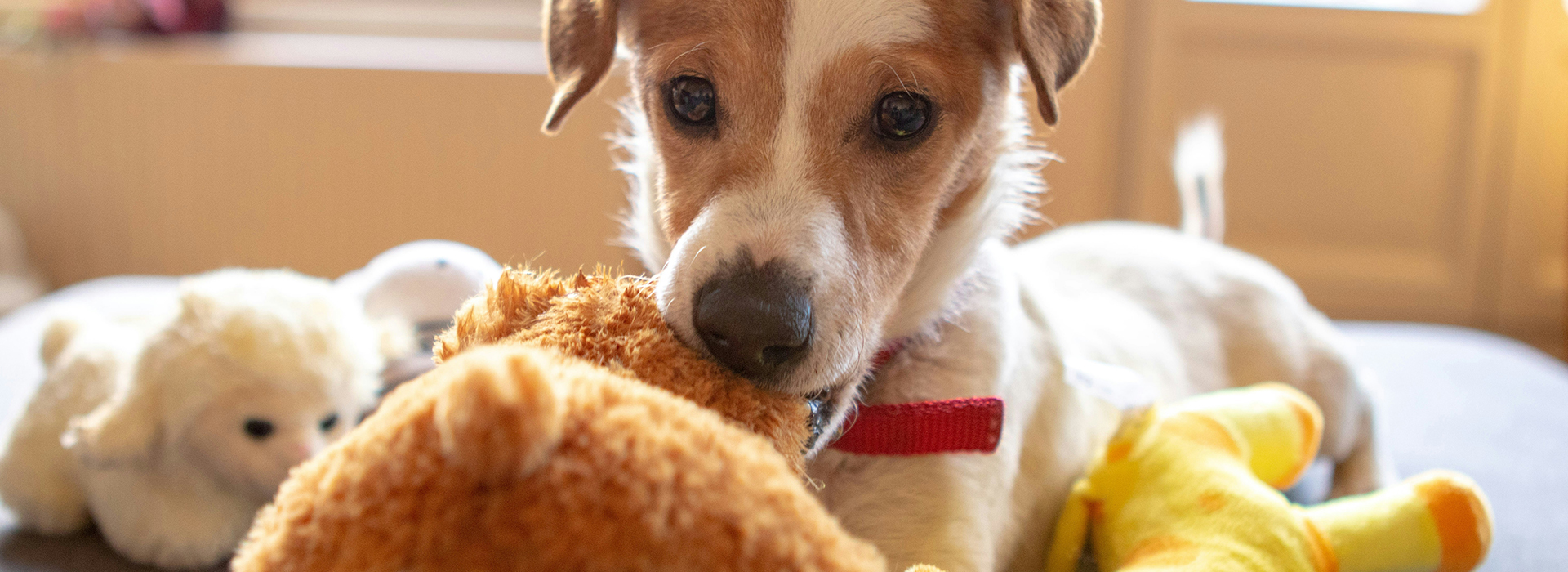 Gifting for Dogs