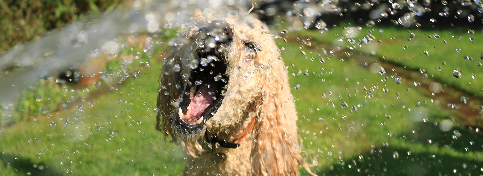 Dog Behaviours and Quirks Explained