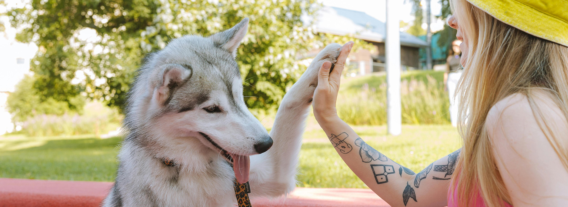 Trickier Tricks to Teach Your Dog