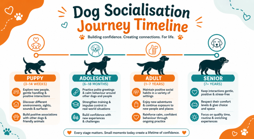 Dog Socialisation Timeline